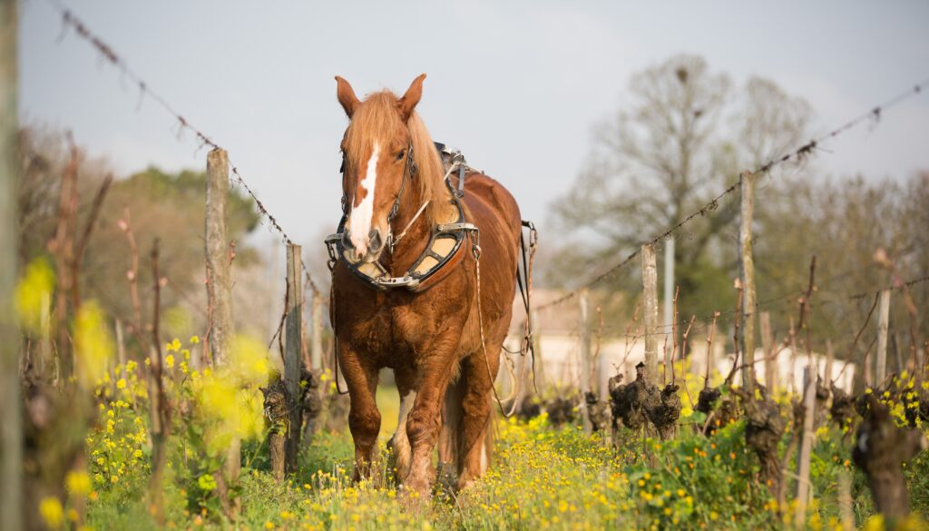 Cheval_labour_12_Favoreatdesign_CIVB